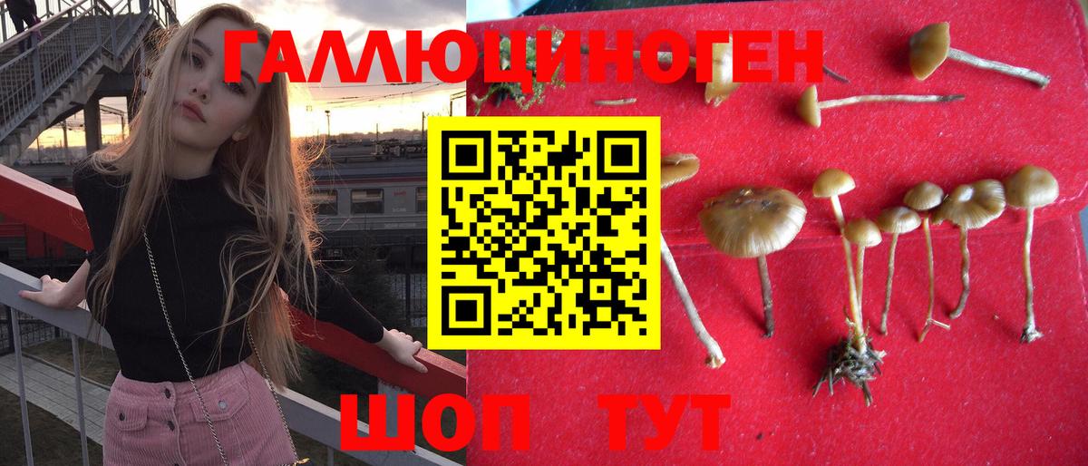 Губкинский  Псилоцибиновые грибы Cubensis  Вход с VPN 